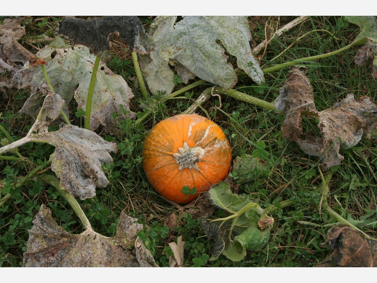 pumpkin patch warren ohio