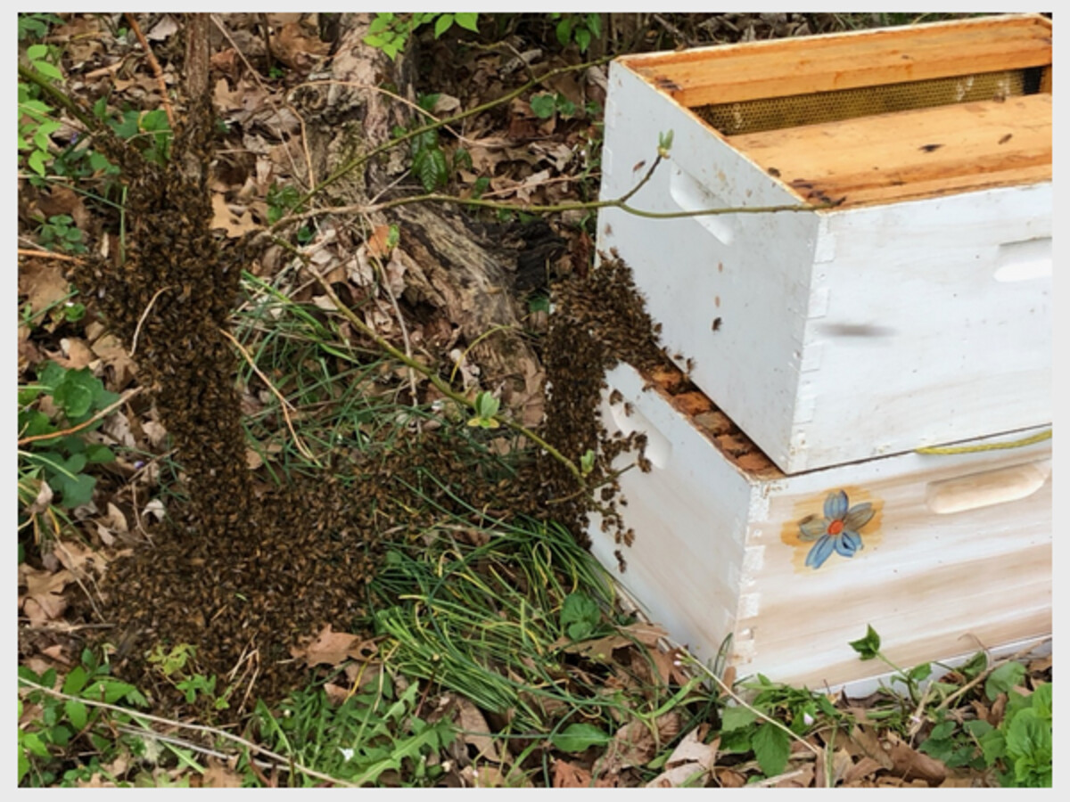 2024 Beginner Beekeeper School
