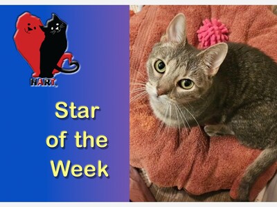 Petite and Sweet...HART's Superstar Of The Week