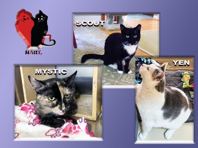 HART Has Three Superstars This Week Meet Yen, Scout, and Mystic!