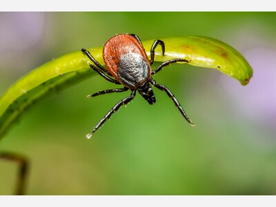Ohio Has Witnessed Noticeable Increase In Reported Cases of Lyme Disease