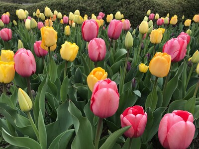 April Showers May Bring Flowers, but They Also Bring Seasonal Allergies and Asthma Exacerbations
