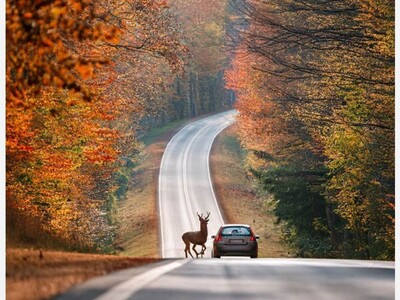 Brake, Don’t Swerve: Patrol shares safety tips ahead of peak deer season