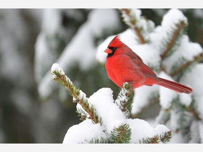 Repurpose a Christmas Tree for Wildlife Habitat