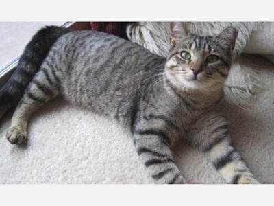 Harmon Museum Needs Your Help In Finding A Kitten A Home