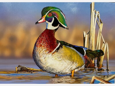 Wood Duck To Be Featured on Ohio’s 2027 Wetlands Habitat Stamp