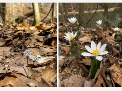 Native Wildflowers Begin to Bloom 