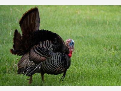 Apply for Spring Turkey Hunts and Cold Creek Trout Fishing Before March 31