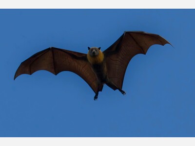 Rabies Confirmed in a Bat in Warren County