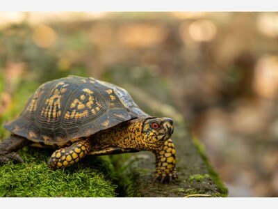 Report Reptile and Amphibian Road Crossing Hotspots for Wildlife Research