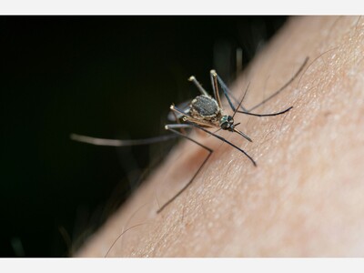 As Spring Arrives, Mercy Health Urgent Care Urges Prevention Against Bug Bites
