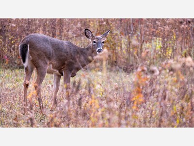 Ohio Controlled Hunting Permit Applications Now Open 