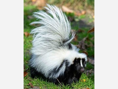 Enter the Ohio Wildlife Legacy Stamp Photo Contest