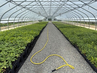 ODNR Launches New Website to Buy Ohio-Grown Trees