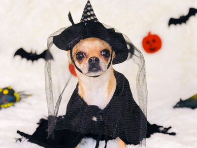 Vet issues Halloween Costume Warning as Americans Plan to Spend $920 Million Dressing Up Their Pets
