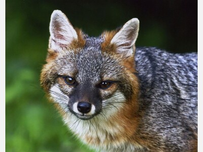 Ohio’s 2027 Wildlife Legacy Stamp Will Feature Stunning Gray Fox