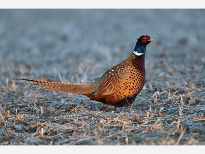 Pheasant Releases Coming to Caesar Creek Wildlife Area as Ohio Prepares for Fall Hunting Season