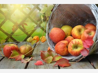 Enjoy the flavors of fall with mini apple cinnamon doughnuts