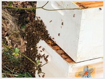Beginning Beekeepers Class