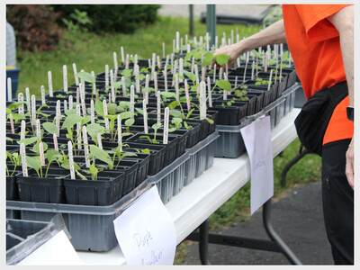 Monarch Fest in West Chester