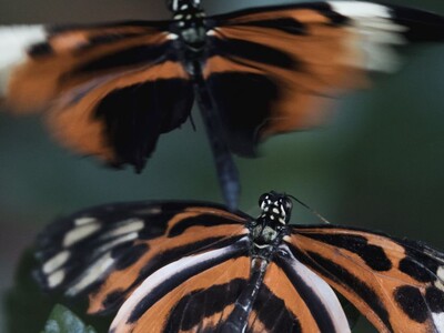 Monarch Story Time and Craft at Salem Twp Public Library